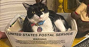 Coco is registered to the contest to win money with this photo: animal, black_and_white, box, cat, collar, container, curious, domestic_animal, feline, home, indoor, pet, portrait, postal_service, relaxed, striped_background, stuffed_toy, table, tag, yellow_table