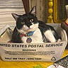 animal, black_and_white, box, cat, collar, container, curious, domestic_animal, feline, home, indoor, pet, portrait, postal_service, relaxed, striped_background, stuffed_toy, table, tag, yellow_table