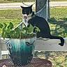 Coco joined the competition — help win amazing prizes! animal, black_and_white, cat, collar, daytime, domestic_animal, fence, grass, greenery, leafy_plant, metal_table, nature, outdoor, pet, plant_pot, porch, railing, shadow, sunlight, table
