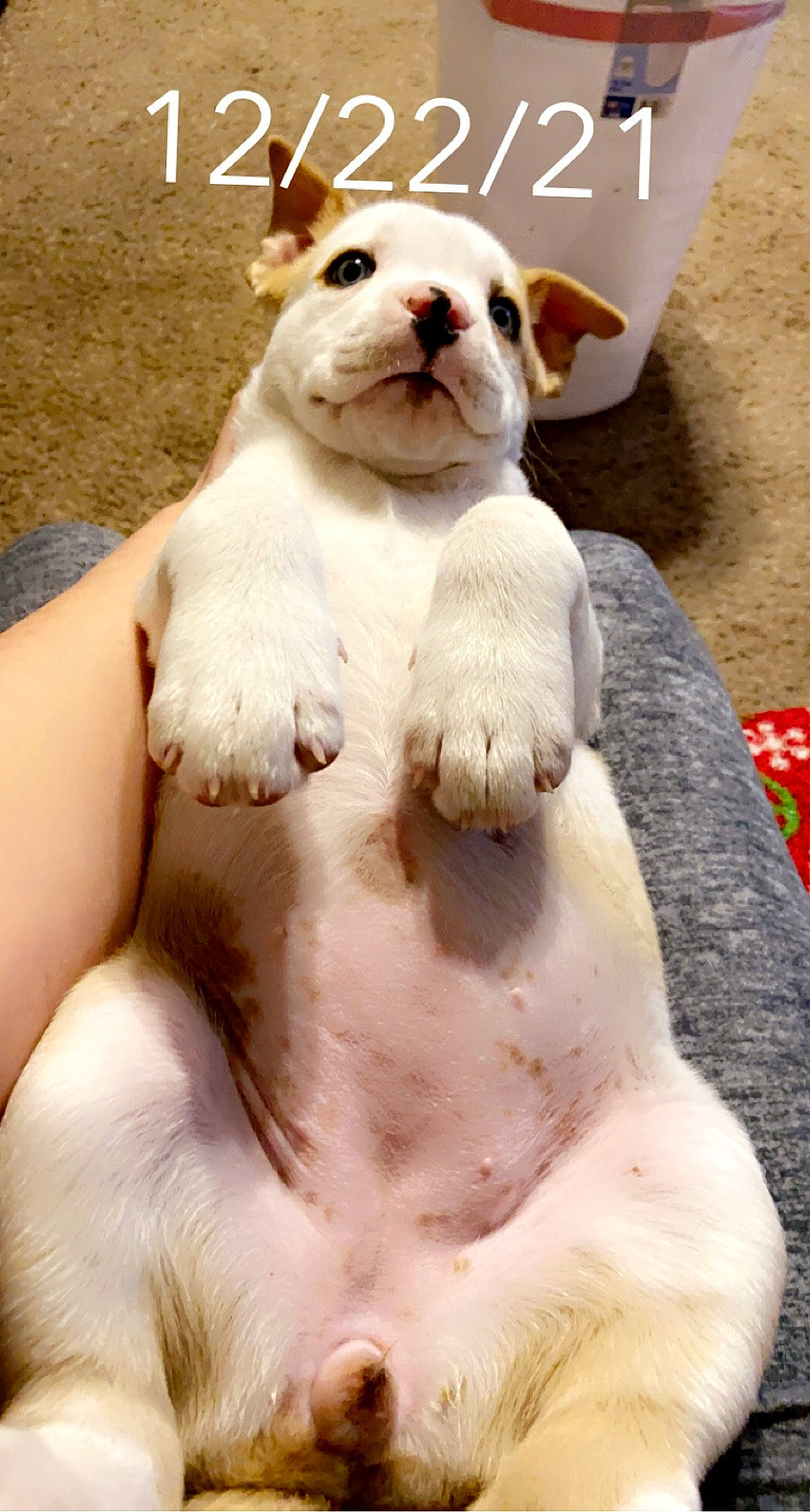 Mocha joined the competition — help win amazing prizes! ancient_dog_breeds, art, canidae, carnivore, collar, companion_dog, dog, dog_breed, dog_collar, ear, fawn, non_sporting_group, paw, pet_supply, snout, sporting_group, tail, terrestrial_animal, whiskers, working_animal