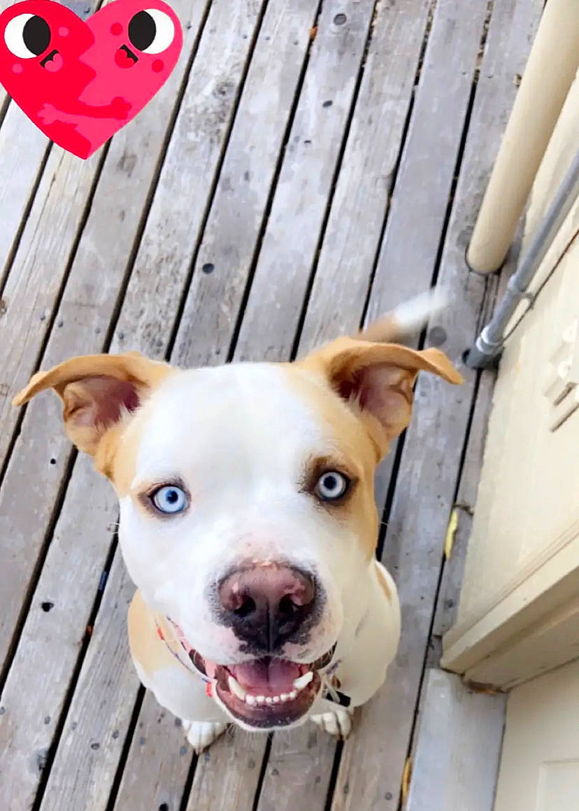 Mocha joined the competition — help win amazing prizes! canidae, carnivore, collar, companion_dog, dog, dog_breed, dog_collar, ear, fawn, happy, leash, non_sporting_group, pet_supply, snout, sporting_group, street_dog, tail, whiskers, wood, working_animal