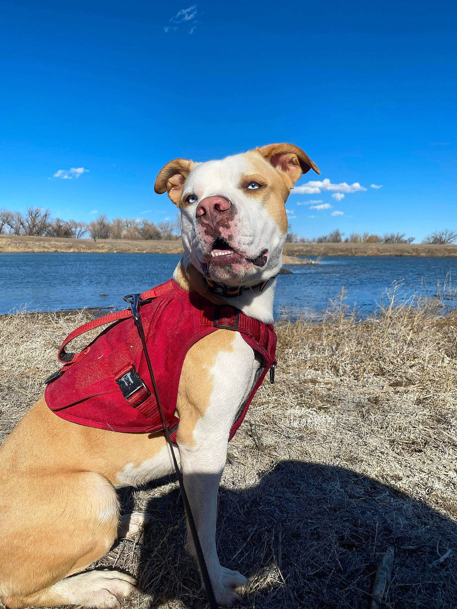 Mocha joined the competition — help win amazing prizes! canidae, carnivore, cloud, collar, companion_dog, dog, dog_breed, dog_clothes, dog_collar, dog_supply, fawn, lake, landscape, leash, pet_supply, rampur_greyhound, sky, sporting_group, water, working_animal