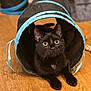 Ziggy joined the competition — help win amazing prizes! black_cat, cat, pet, animal, indoor, tunnel_toy, wooden_floor, curious, playful, eyes, whiskers, ears, fur, toy, orange_toy, closeup, domestic_cat, kitten, floor, household