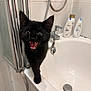 animal, bathroom, bathtub, black_cat, chrome_fixtures, curious, cute, domestic, edge, feline, happy, indoor, kitten, mouth_open, pet, playful, shampoo_bottles, shiny_eyes, white_surface, young_cat