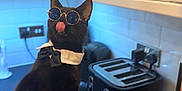 Ziggy joined the competition — help win amazing prizes! black_cat, cat, sunglasses, bow_tie, collar, standing, kitchen, toaster, countertop, tile_wall, appliance, tongue_out, pet, domestic_cat, indoor, funny, cool_cat, black_fur, playful, cute