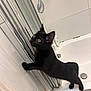 Ziggy is registered to the contest to win money with this photo: animal, bathroom, bathtub, black_cat, claws, curious, domestic_cat, feline, floor, indoors, kitten, looking_up, paw, pet, playful, shower_door, side_view, stretching, tile_wall, young_cat