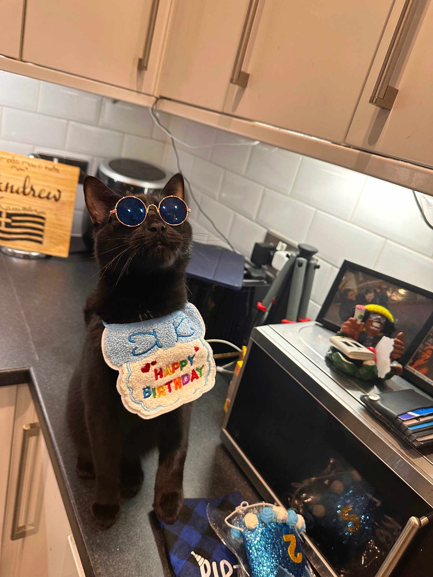 Ziggy joined the competition — help win amazing prizes! black_cat, cat, sunglasses, birthday, bib, kitchen, counter, party, celebration, decorations, blue, round_glasses, pet, animal, indoor, cute, feline, accessory, funny, posing