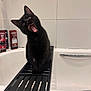 black_cat, cat, bathtub, bathroom, pet, animal, yawning, mouth_open, fur, whiskers, ears, eyes, bathtub_tray, tiles, clean, indoor, sitting, curious, domestic, feline