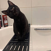 Ziggy is registered to the contest to win money with this photo: animal, bath_tray, bathroom, bathtub, black_cat, black_fur, curious, cute, domestic_cat, feline, head_tilt, indoor, kitten, pet, sitting, tile_wall, toiletries, white_bathtub, wide_eyes, young_cat