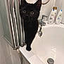 Ziggy is registered to the contest to win money with this photo: animal, balancing, bathroom, bathtub, black_cat, clean, curious, domestic_cat, ears, feline, indoor, kitten, metal, pet, shower_door, tile, whiskers, white, wide_eyes, young_cat