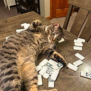 Remi is registered to the contest to win money with this photo: cat, tabby_cat, dominoes, table, wood, furniture, indoor, playful, pet, animal, striped, paws, relaxed, curious, domino_tiles, brown, beige, carpet, chair, collar