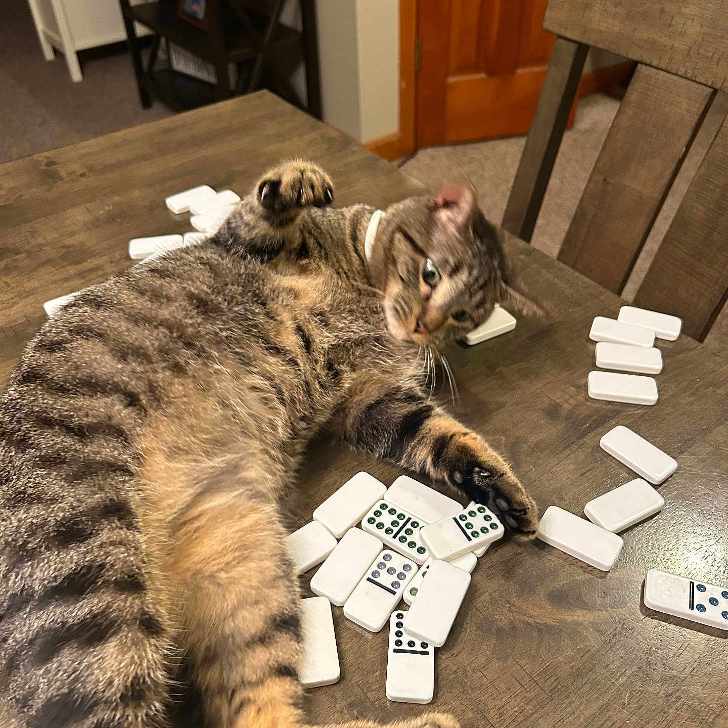 Remi is registered to the contest to win money with this photo: cat, tabby_cat, dominoes, table, wood, furniture, indoor, playful, pet, animal, striped, paws, relaxed, curious, domino_tiles, brown, beige, carpet, chair, collar