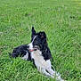 Nut'S participe au concours pour gagner de l'argent avec cette photo : dog, border_collie, grass, greenery, outdoor, nature, park, canine, pet, animal, leash, sunlight, trees, relaxed, lying_down, fur, black_and_white, muzzle, ears, field