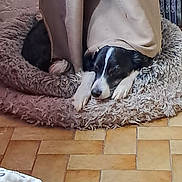 Nut'S a rejoint le concours — aidez-le/la à gagner de superbes lots ! dog, sleeping, curtains, bed, fluffy_bed, indoor, tile_floor, blanket, black_and_white, resting, cozy, furniture, shelf, books, relaxing, pet, quiet, home, animal, curtain
