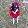 animal, antlers, black_and_white, canine, cute, decoration, dog, ears, festive, field, grass, holiday, leaf_litter, nature, outdoor, pet, red, standing, tinsel, winter