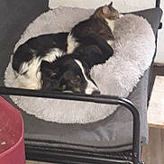 Nut'S participe au concours pour gagner de l'argent avec cette photo : animal, black_and_white_dog, cat, chair, companions, cozy, dog, floor, furniture, furry, home, indoor, metal_frame, pet_bed, red_container, relaxing, resting, snuggling, tabby_cat, wooden_floor