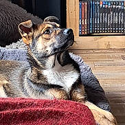 Aika a rejoint le concours — aidez-le/la à gagner de superbes lots ! animal, artificial_flowers, blanket, brown_dog, cozy, curious, dog, domestic, dvds, flooring, furry, gazing, home, indoor, living_room, pet, relaxed, resting, vase, wooden_shelf