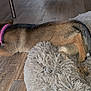 puppy, dog, collar, wooden_floor, dog_bed, fluffy, resting, indoor, pet, sleeping, cute, young_dog, brown_fur, black_fur, flooring, relaxing, animal, home, cozy, domestic