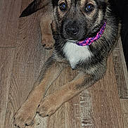 Aika a rejoint le concours — aidez-le/la à gagner de superbes lots ! puppy, dog, collar, floor, wooden_floor, pet, young_dog, animal, indoor, cute, brown, black, white, fur, ears, paws, lying_down, looking_up, pet_accessory, domestic_animal