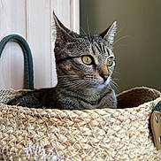 Lilou a rejoint le concours — aidez-le/la à gagner de superbes lots ! cat, tabby, basket, indoor, pet, curious, animal, feline, closeup, yellow_eyes, woven, texture, ear, whiskers, domestic, cozy, soft_light, portrait, looking_away, house