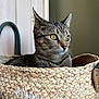 cat, tabby, basket, indoor, pet, curious, animal, feline, closeup, yellow_eyes, woven, texture, ear, whiskers, domestic, cozy, soft_light, portrait, looking_away, house