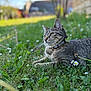 cat, tabby, grass, daisy, flower, outdoor, nature, pet, animal, garden, collar, sunlight, greenery, relaxed, mammal, whiskers, ears, feline, closeup, daytime