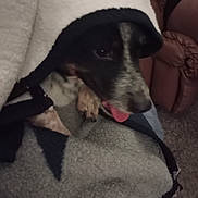 Waylon is registered to the contest to win money with this photo: dog, blanket, tongue_out, cozy, indoor, fur, pet, animal, resting, comfort, chair, carpet, black_and_white, cute, wrapped, domestic, relaxed, snuggled, home, paw