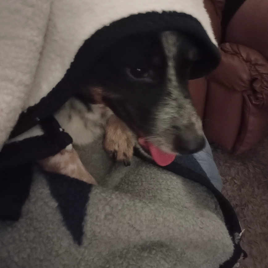 Waylon is registered to the contest to win money with this photo: dog, blanket, tongue_out, cozy, indoor, fur, pet, animal, resting, comfort, chair, carpet, black_and_white, cute, wrapped, domestic, relaxed, snuggled, home, paw
