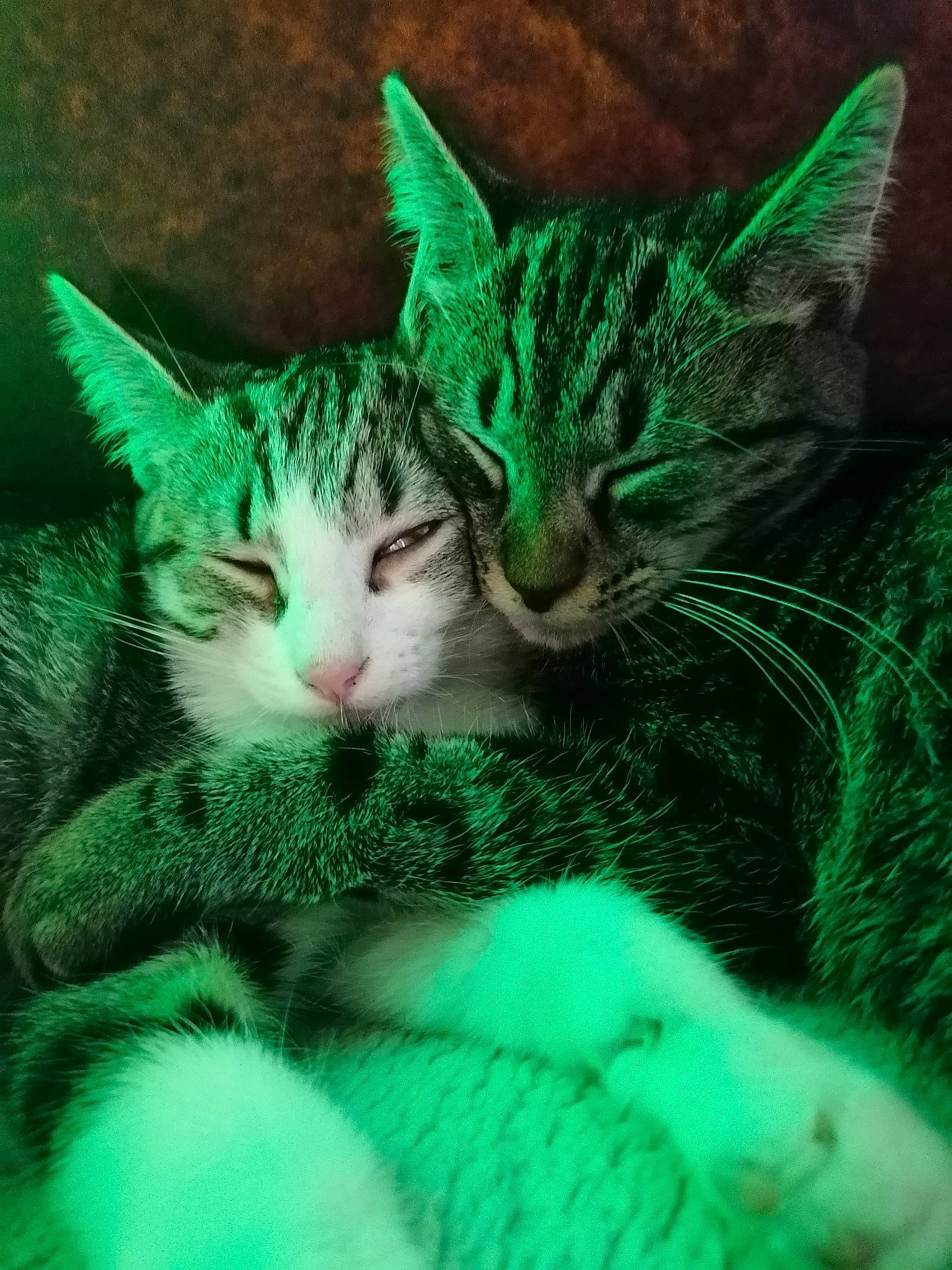 Smoothie participe au concours pour gagner de l'argent avec cette photo : azure, beauty, carnivore, cat, close_up, eye, felidae, fur, grass, green, head, iris, mammal, organism, paw, small_to_medium_sized_cats, snout, tail, vertebrate, whiskers