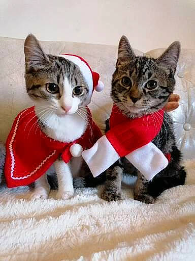 Smoothie participe au concours pour gagner de l'argent avec cette photo : art, carnivore, cat, claw, collar, creative_arts, domestic_short_haired_cat, fashion_accessory, fawn, felidae, fur, pattern, paw, photo_caption, small_to_medium_sized_cats, snout, tail, whiskers, window, woolen