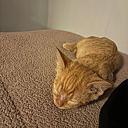 Georgie is registered to the contest to win money with this photo: kitten, cat, sleeping, orange_tabby, pet, animal, cozy, blanket, indoor, fur, cute, resting, small, peaceful, soft, texture, closeup, domestic_cat, quiet, relaxation