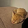kitten, cat, sleeping, orange_tabby, pet, animal, cozy, blanket, indoor, fur, cute, resting, small, peaceful, soft, texture, closeup, domestic_cat, quiet, relaxation