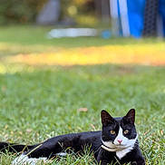 Tallulah is registered to the contest to win money with this photo: cat, tuxedo_cat, black_and_white, pet, animal, grass, lawn, outdoor, backyard, lying_down, sitting, whiskers, eyes, pink_nose, collar, tail, fur, garden, sunlight, bokeh