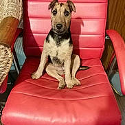 Loki joined the competition — help win amazing prizes! animal, companion, curious, cute, dog, domestic, ears, four_legs, fur, furniture, indoor, looking_at_camera, pet, puppy, red_chair, sitting, tail, wicker, wood_floor, young