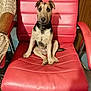 animal, companion, curious, cute, dog, domestic, ears, four_legs, fur, furniture, indoor, looking_at_camera, pet, puppy, red_chair, sitting, tail, wicker, wood_floor, young
