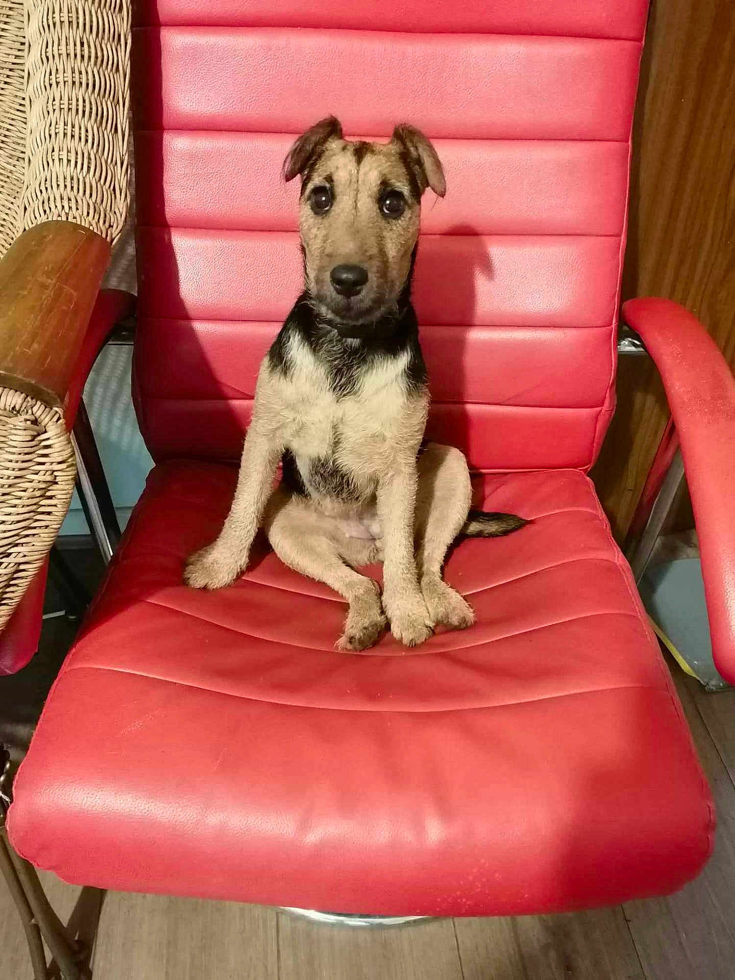 Loki