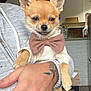 Aya a rejoint le concours — aidez-le/la à gagner de superbes lots ! dog, small_dog, puppy, bow_tie, sweater, pet, cute, indoor, person, hand, tattoo, holding, animal, furry, ears, face, paw, table, chair, floor