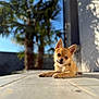 Aya participe au concours pour gagner de l'argent avec cette photo : dog, small_dog, puppy, outdoor, sunlight, tilted_head, curious, relaxed, floor, tiled_floor, shadow, wall, blurred_background, greenery, palm_tree, pet, animal, cute, portrait, canine