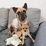 Aya participe au concours pour gagner de l'argent avec cette photo : dog, puppy, hoodie, couch, blanket, stuffed_toy, indoor, pet, animal, cute, small_dog, fawn_dog, tan_dog, sitting, companion, cozy, relaxed, ears_up, looking_at_camera, home