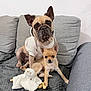 dog, puppy, hoodie, couch, blanket, stuffed_toy, indoor, pet, animal, cute, small_dog, fawn_dog, tan_dog, sitting, companion, cozy, relaxed, ears_up, looking_at_camera, home