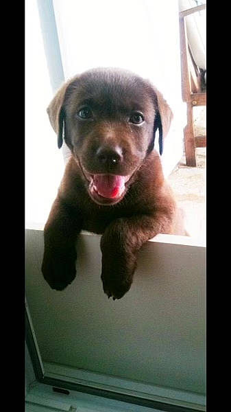 Alba participe au concours pour gagner de l'argent avec cette photo : borador, canidae, carnivore, companion_dog, dog, dog_breed, fawn, fireworks, fur, gun_dog, jaw, labrador_retriever, liver, rectangle, retriever, selfie, snout, sporting_group, whiskers, working_animal