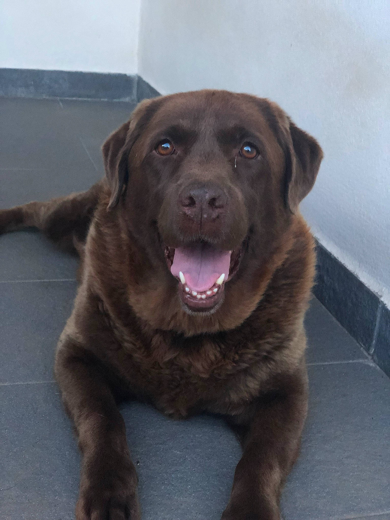 Alba participe au concours pour gagner de l'argent avec cette photo : borador, carnivore, collar, companion_dog, dog, dog_breed, dog_collar, fur, gun_dog, hunting_dog, labrador_retriever, liver, pointing_breed, retriever, sporting_group, terrestrial_animal, whiskers, working_animal