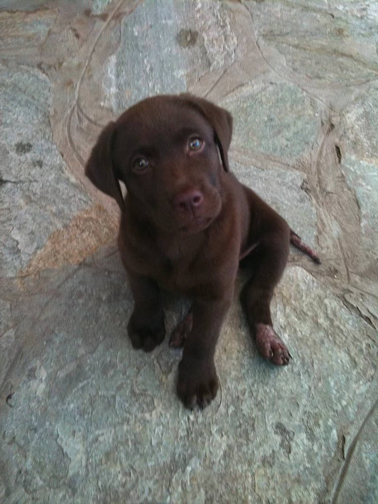 Alba participe au concours pour gagner de l'argent avec cette photo : borador, brown, canidae, carnivore, companion_dog, dog, dog_breed, fawn, fur, gun_dog, hunting_dog, liver, snout, sporting_group, terrestrial_animal, working_animal