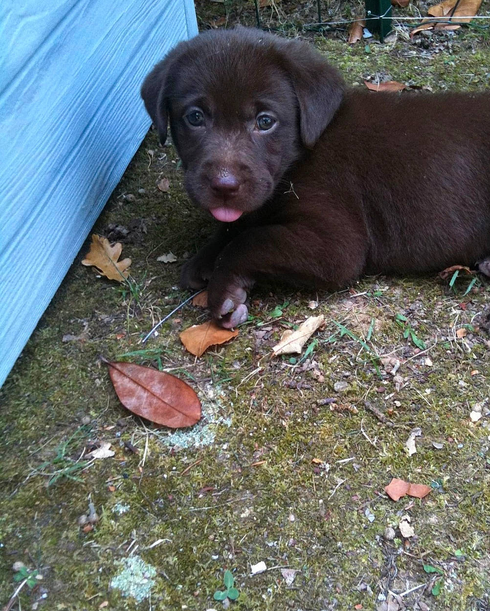 Alba participe au concours pour gagner de l'argent avec cette photo : borador, canidae, carnivore, companion_dog, dog, dog_breed, fur, gun_dog, hunting_dog, liver, sporting_group, terrestrial_animal, working_animal