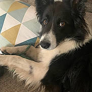 Jipsy participe au concours pour gagner de l'argent avec cette photo : dog, border_collie, black_and_white, pet, animal, couch, pillow, geometric_pattern, indoor, fur, ears, alert, brown_eyes, resting, closeup, cozy, living_room, domestic_animal, relaxed, companion