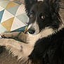dog, border_collie, black_and_white, pet, animal, couch, pillow, geometric_pattern, indoor, fur, ears, alert, brown_eyes, resting, closeup, cozy, living_room, domestic_animal, relaxed, companion