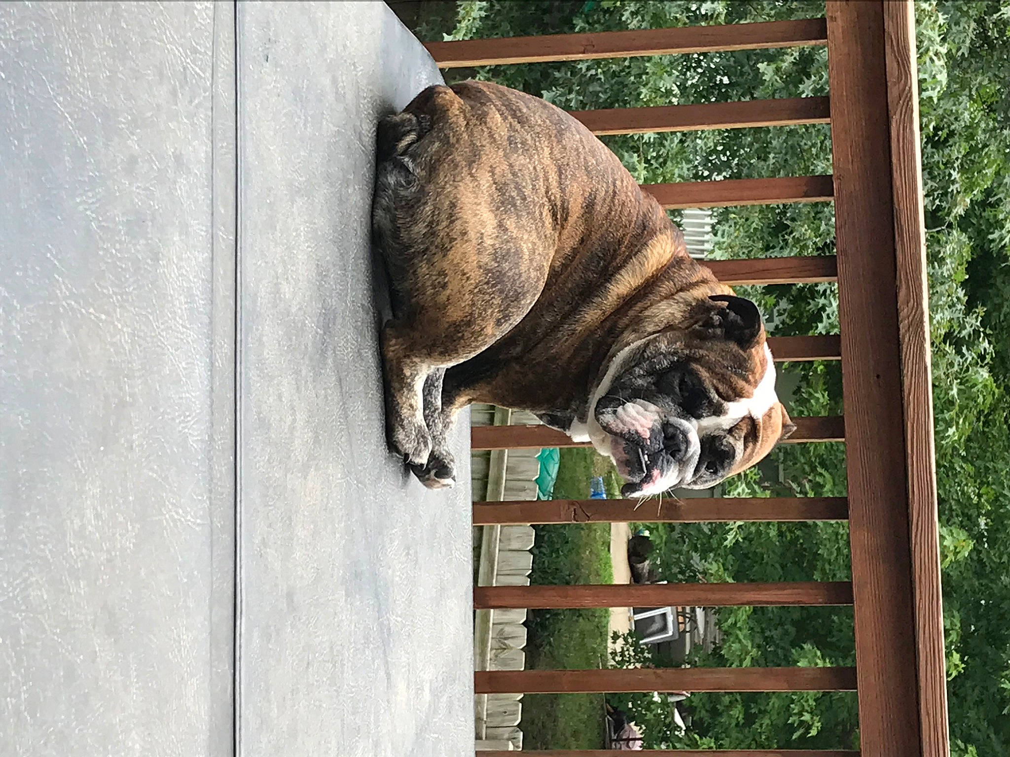 Juneau joined the competition — help win amazing prizes! american_bulldog, australian_bulldog, british_bulldogs, bulldog, canidae, carnivore, companion_dog, dog, dog_breed, fawn, fila_brasileiro, mammal, non_sporting_group, old_english_bulldog, olde_english_bulldogge, perro_de_presa_canario, tail, valley_bulldog
