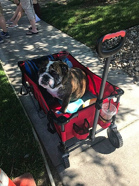 Juneau joined the competition — help win amazing prizes! baby_carriage, baby_products, bicycle_accessory, bulldog, canidae, carnivore, dog, dog_breed, dog_walking, fawn, leash, non_sporting_group, product, sporting_group, vehicle, weight_pulling