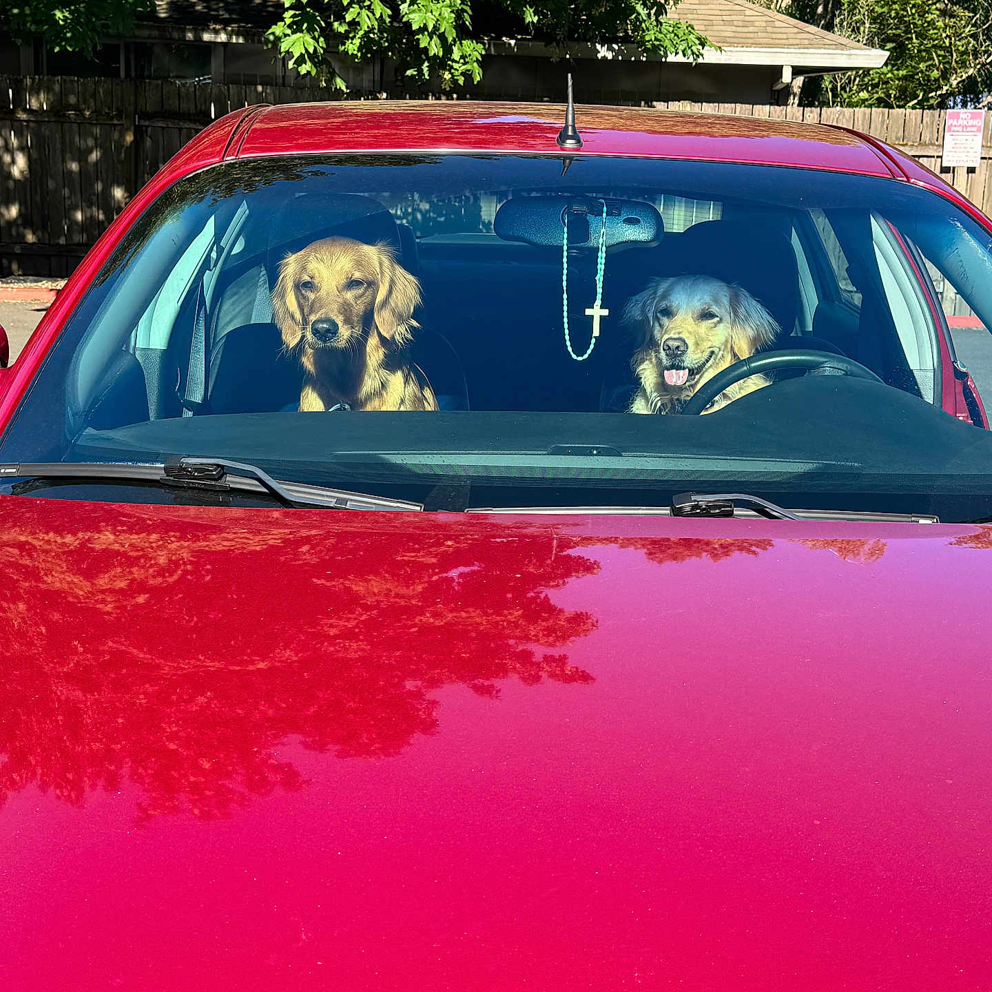 Tikka And Peaches joined the competition — help win amazing prizes! alloywheel, animal, canine, car, carwheel, chair, coupe, dog, furniture, hound, machine, pet, puppy, spoke, terrier, tire, transportation, vehicle, wheel, windshield