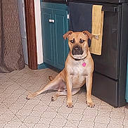 Sam is registered to the contest to win money with this photo: dog, pet, indoor, kitchen, floor, stove, cabinet, tile_floor, tan_dog, collar, pink_tag, sitting, relaxed, curious, animal, household, domestic, canine, furniture, door